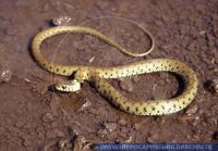 Natrix natrix, Ringelnatter, Grass Snake 